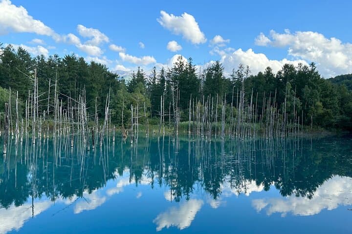 Sapporo to Blue Pond & Shirahige Falls: Private Furano Day Tour