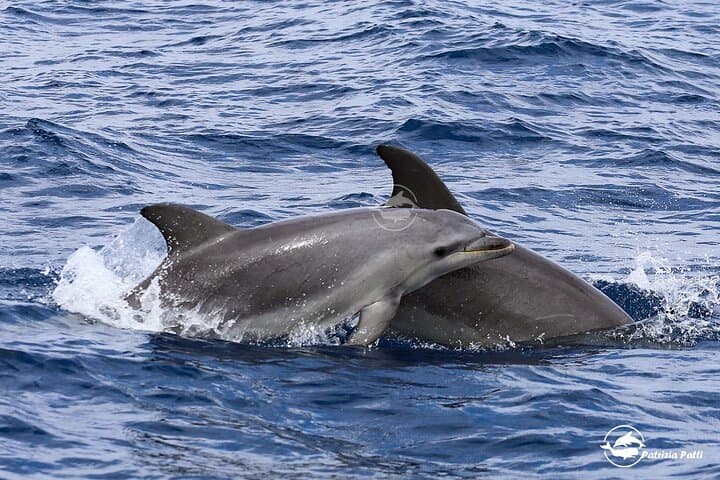 Eco-Friendly Dolphin & Marine Life Spotting Cruise to Filfla, Malta photo 3