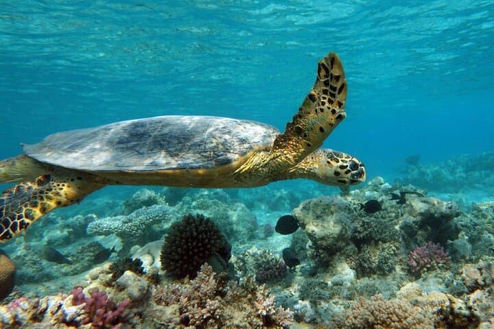 Marsa Mubarak Snorkeling, Intro Dive & Lunch — Full-Day Red Sea Boat Trip photo 3