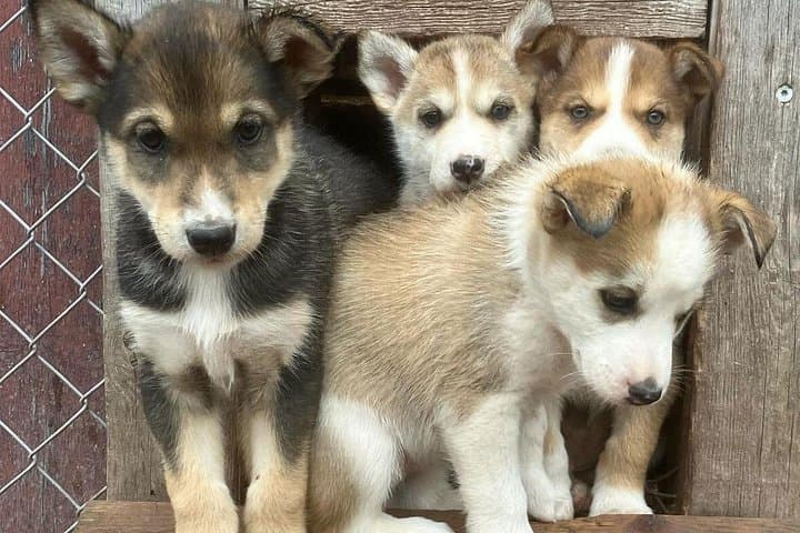 Husky Cuddle Experience at Fjälläventyr Dog Park — Åre Huskies & Kennel Visit photo 3