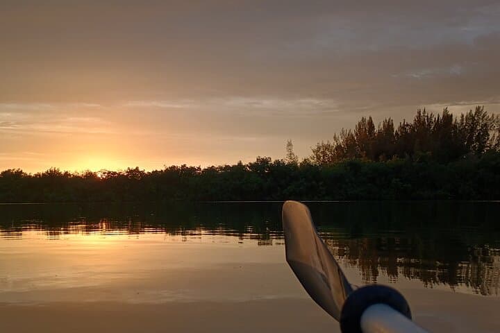 Indian River Lagoon Kayak Tours: Dolphins, Manatees & Bioluminescence in Cocoa Beach photo 4