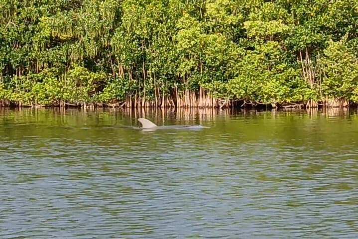 Indian River Lagoon Kayak Tours: Dolphins, Manatees & Bioluminescence in Cocoa Beach photo 6