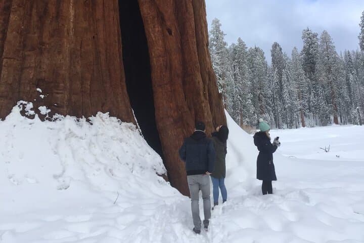 Sequoia Treasures: Full-Day Small-Group Tour from Three Rivers to General Sherman photo 4