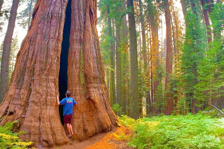 Sequoia Treasures: Full-Day Small-Group Tour from Three Rivers to General Sherman photo 5