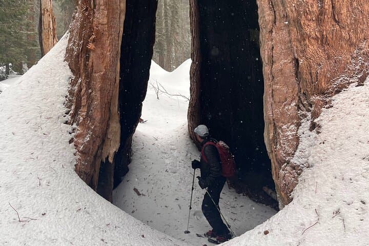 Sequoia Small-Group Tour from Wuksachi Lodge — Giant Forest, Moro Rock & Crescent Meadow photo 6