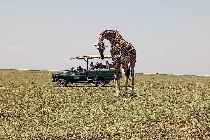 Budget Maasai Mara Safari: 3-Day Wildlife Adventure from Nairobi photo 2