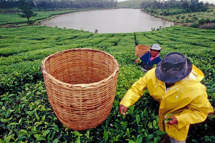 South Mauritius Day Tour: Crocodile Park, Bois Chéri Tea & St Aubin Rum Tasting photo 5