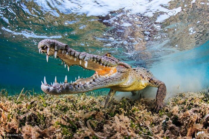 South Mauritius Day Tour: Crocodile Park, Bois Chéri Tea & St Aubin Rum Tasting