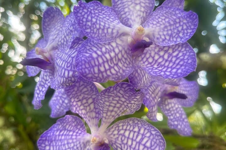 Half-Day Puerto Vallarta Botanical Garden Tour — Plants, History & River Swim