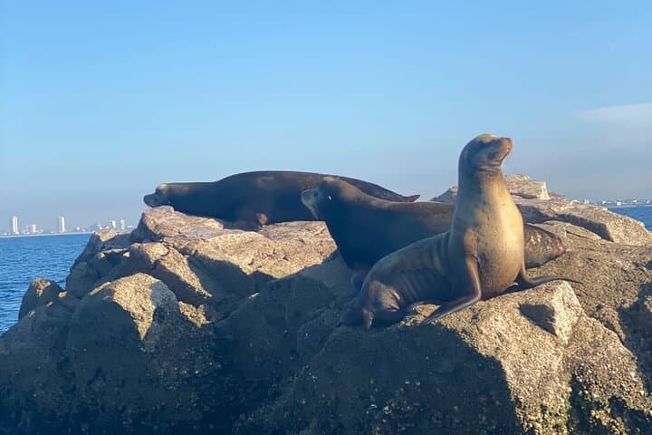 Private Snorkeling Experience at Mazatlán’s Three Islands — Bird & Deer Islands photo 3