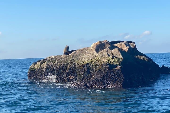 Private Snorkeling Experience at Mazatlán’s Three Islands — Bird & Deer Islands photo 6