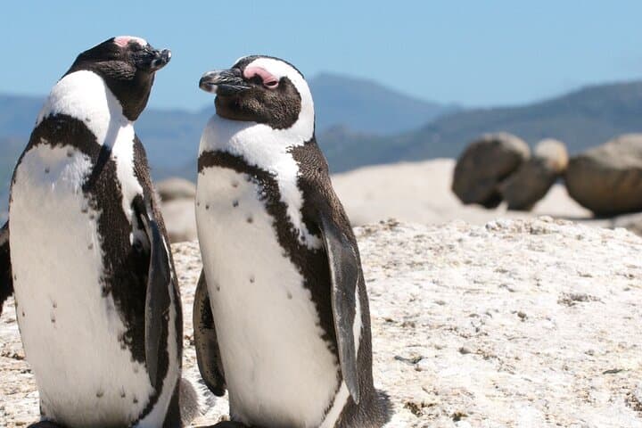 Full-Day Cape Peninsula Tour: Cape Point, Chapman’s Peak & Boulders Beach photo 3
