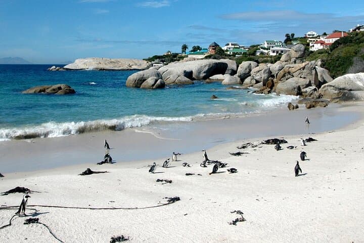 Full-Day Cape Peninsula Tour: Cape Point, Chapman’s Peak & Boulders Beach photo 4