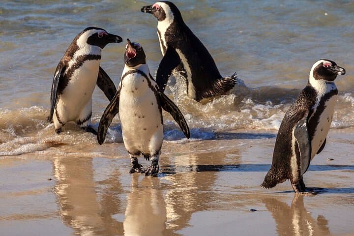 Full-Day Cape Peninsula Tour: Cape Point, Chapman’s Peak & Boulders Beach photo 5