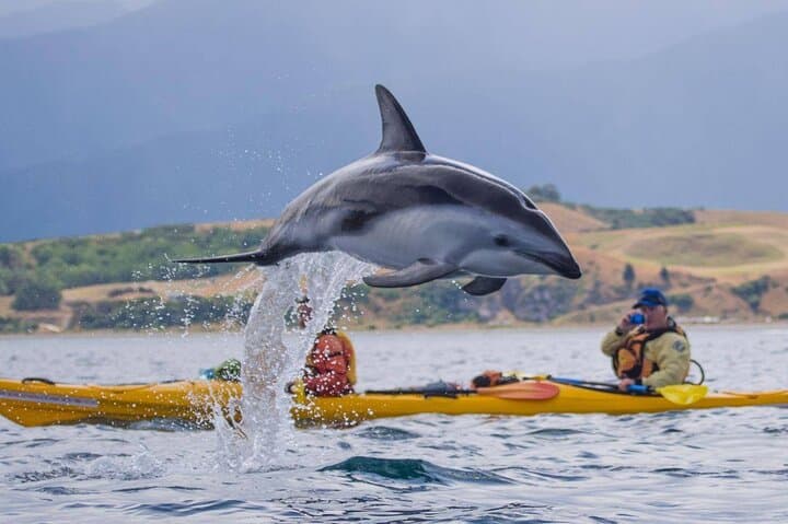 Paddle with Seals: Kaikoura Small-Group Coastal Kayak from Christchurch