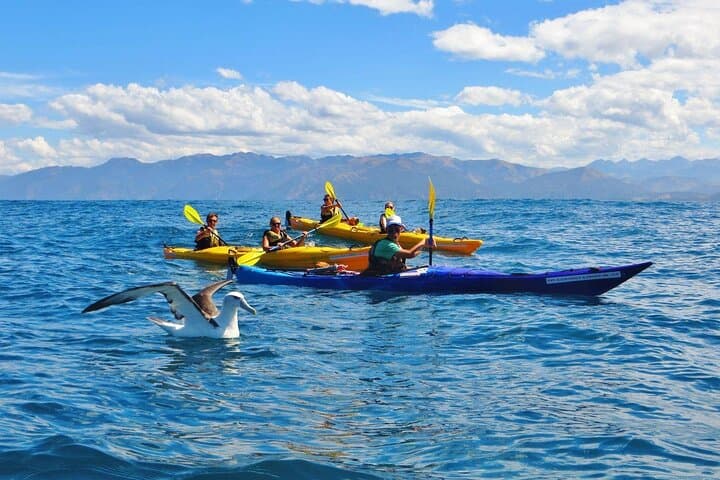 Paddle with Seals: Kaikoura Small-Group Coastal Kayak from Christchurch photo 2