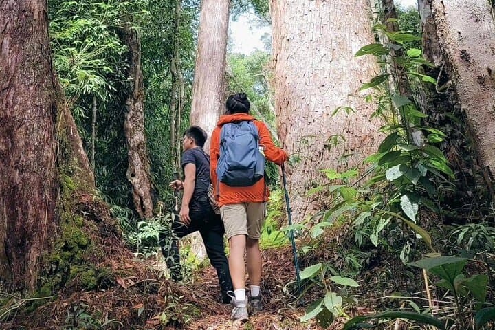 Cuc Phuong National Park Guided Nature Trails from Ninh Binh