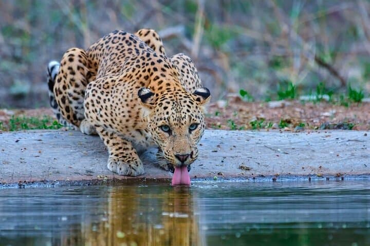 Golden Triangle & Ranthambore: 5-Day Delhi–Agra–Jaipur Safari with Taj Sunrise photo 2