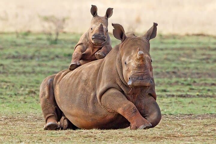 Full-Day Aquila Safari from Cape Town: Big Five Game Drive & Return Transfers photo 3