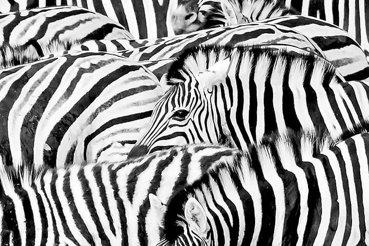 Full-Day Aquila Safari from Cape Town: Big Five Game Drive & Return Transfers