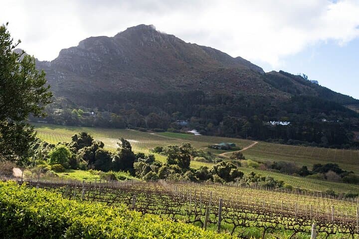 Private Half-Day Winelands Tour in Constantia Valley, Cape Town photo 3