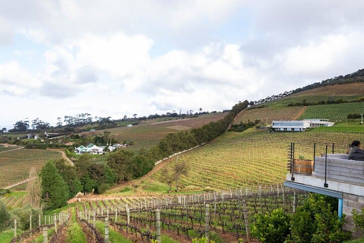 Private Half-Day Winelands Tour in Constantia Valley, Cape Town photo 4
