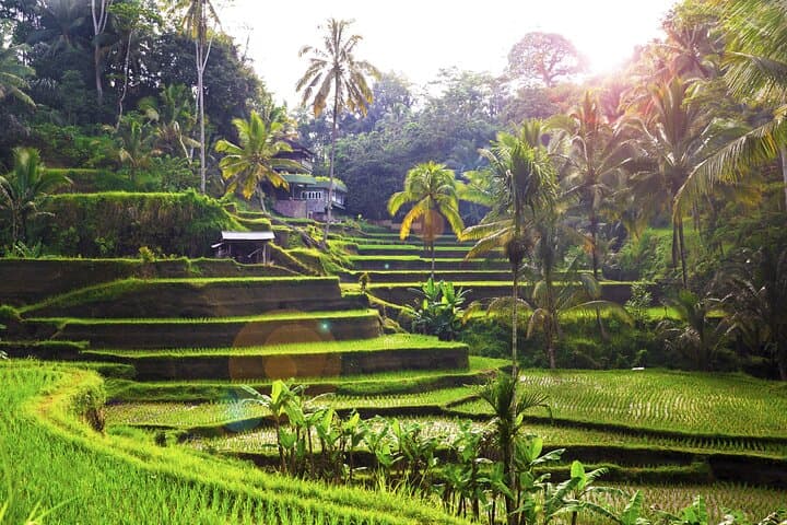 Ubud Rice Terraces, Tirta Empul & Tibumana Waterfall Day Tour photo 4