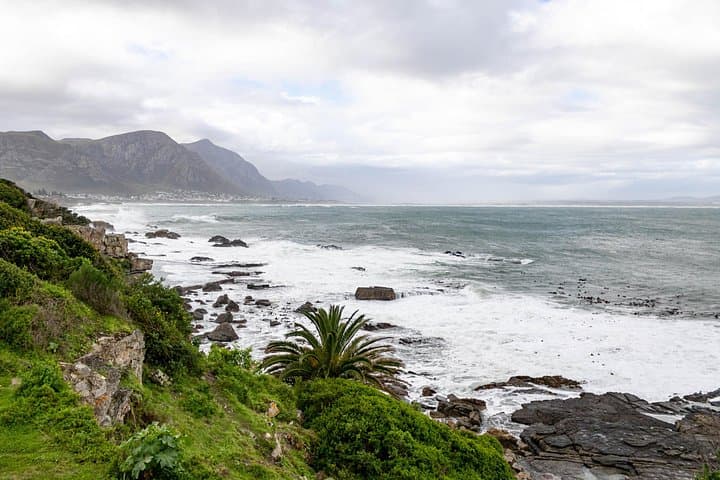Hermanus Full-Day Coastal Tour — Whale Watching, Fynbos & Farm Flavors photo 2