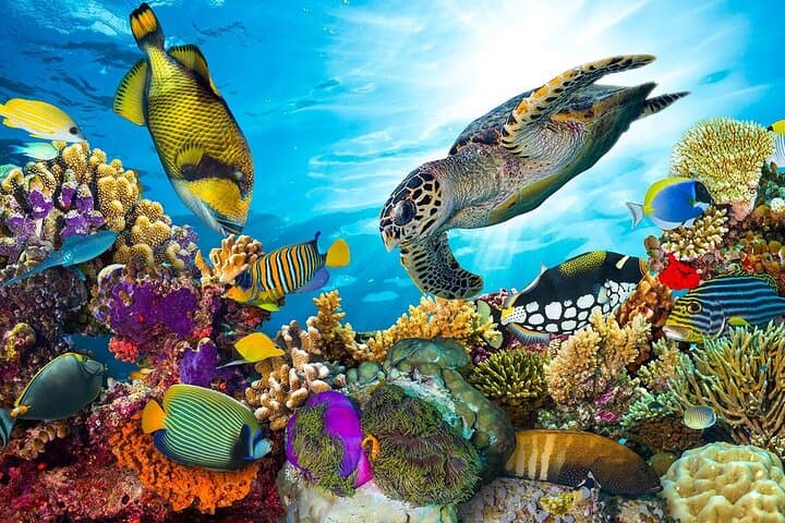 Submarine Tour in Sharm El Sheikh — Coral Gardens Below the Surface photo 3