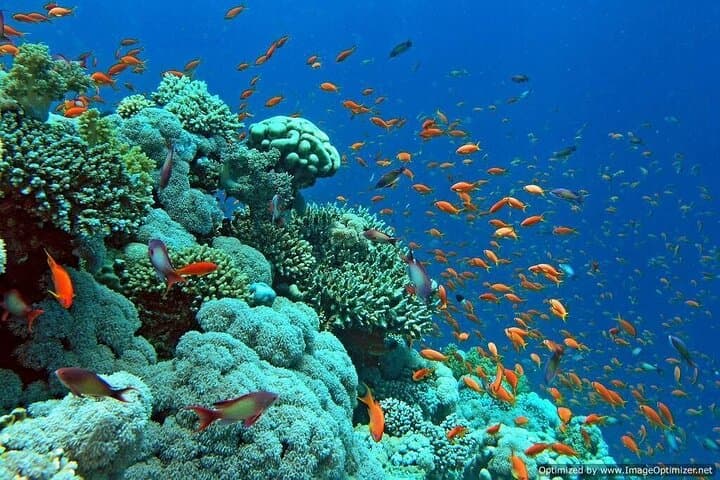 Submarine Tour in Sharm El Sheikh — Coral Gardens Below the Surface photo 5