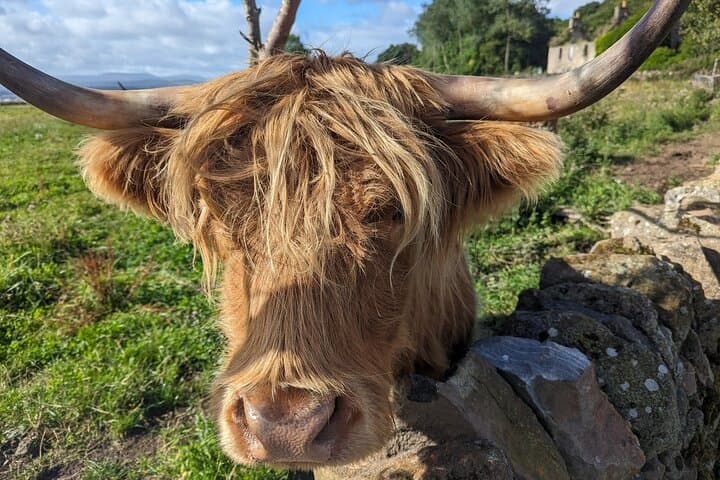Loch Lomond Half-Day: Highland Cows, Luss Village & Doune Castle photo 6