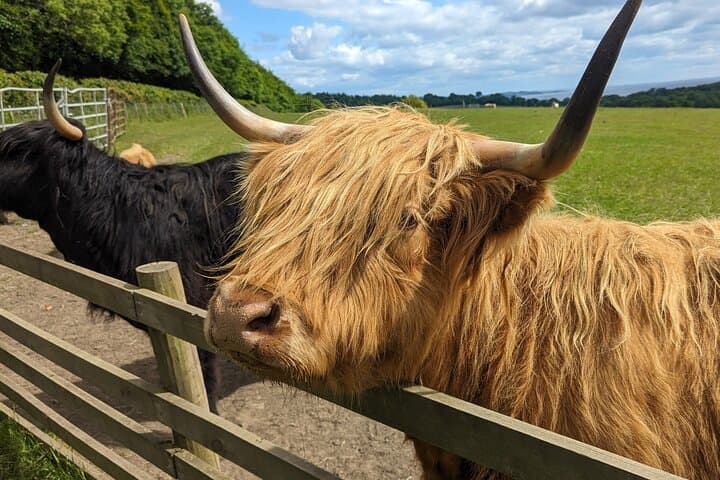 Loch Lomond Half-Day: Highland Cows, Luss Village & Doune Castle