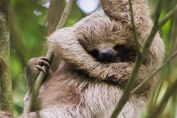 Bijagua Coffee, Sloths & Llanos de Cortes: Full-Day Rainforest, Waterfall & Farm Tour photo 3