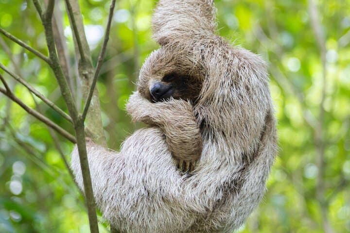 Rio Celeste Waterfall & Sloth Sanctuary — Private Tenorio National Park Day Tour photo 2