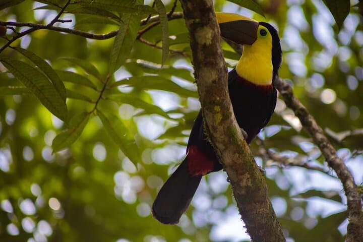 Rio Celeste Waterfall & Sloth Sanctuary — Private Tenorio National Park Day Tour photo 3