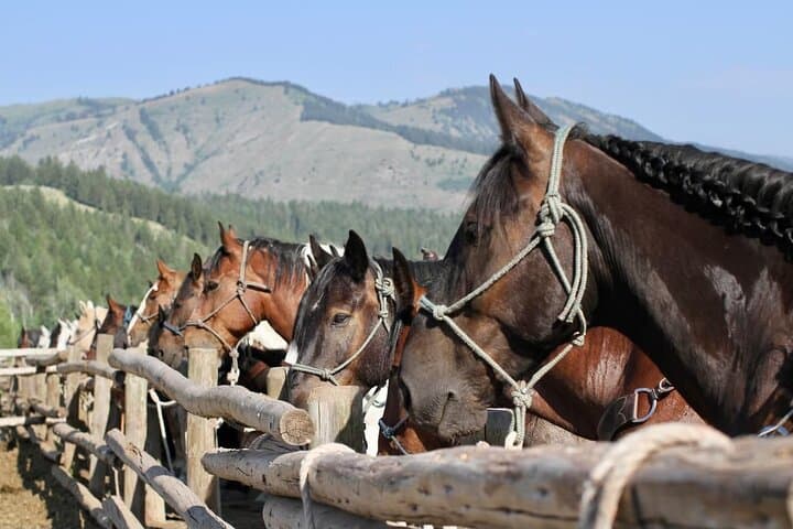 Teton View Horseback Ride with Lunch — Ann's Ridge Loop in Bridger-Teton photo 6