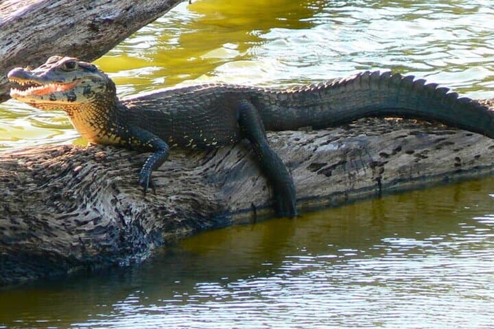 5-Day Manu National Park Amazon Jungle Expedition from Cusco photo 2