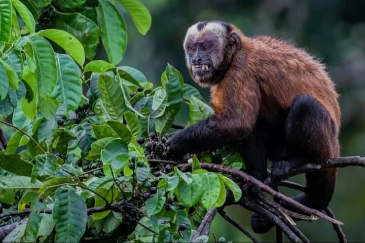 6-Day Manu Jungle Adventure: Amazon Wildlife, Parrot Clay Licks & Jaguar Spotting photo 3