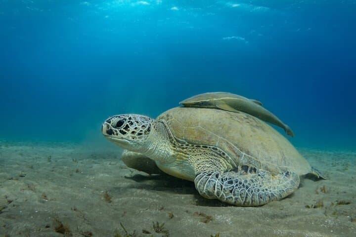 Abu Dabbab Snorkeling: Swim with Turtles and Coral Gardens in Marsa Alam photo 3
