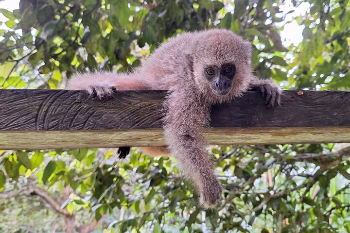 Iquitos Full-Day Monkey Island Cruise: Amazon River, Primate Sanctuary & Paiche Encounter photo 2