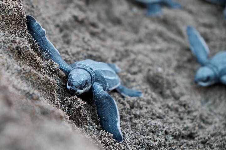 Tortuguero Turtle Nesting, Canoe Canals & Day Trails — A One-Day Wildlife Immersion photo 5