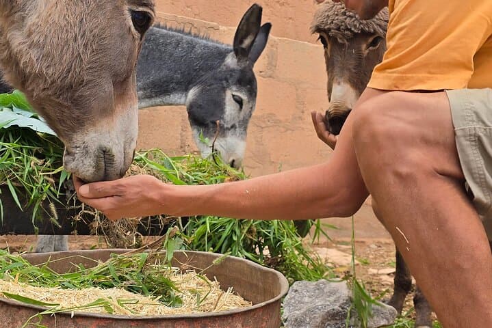 Trek with Mules or Donkeys in Dades Gorge and Roses Valley photo 4