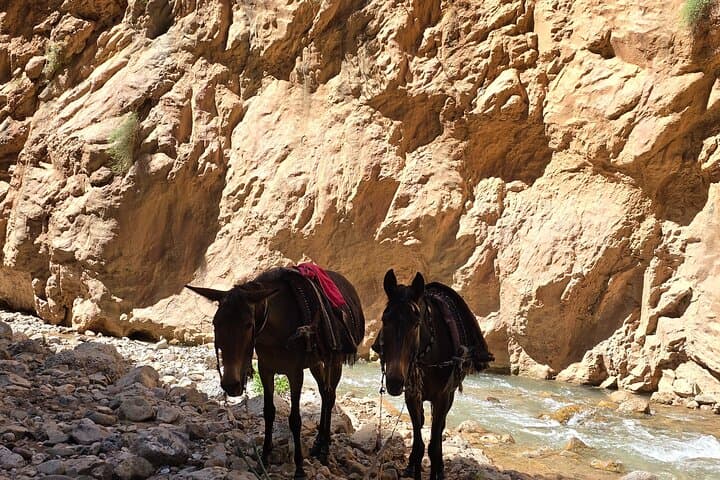 Trek with Mules or Donkeys in Dades Gorge and Roses Valley photo 3