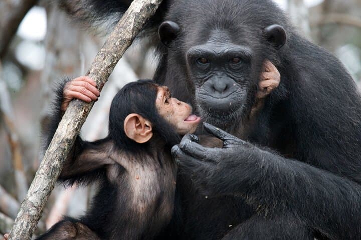 7-Day Private Uganda Gorilla Tracking Safari: Entebbe to Bwindi & Wildlife photo 4