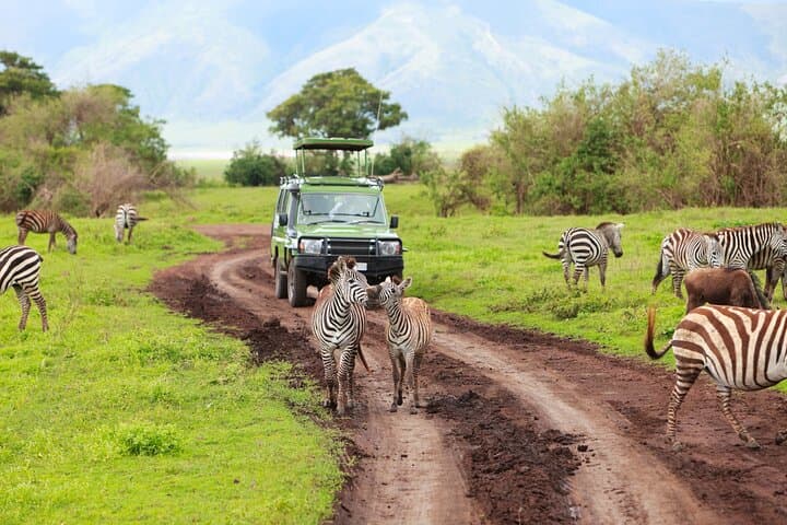 7-Day Private Uganda Gorilla Tracking Safari: Entebbe to Bwindi & Wildlife photo 6