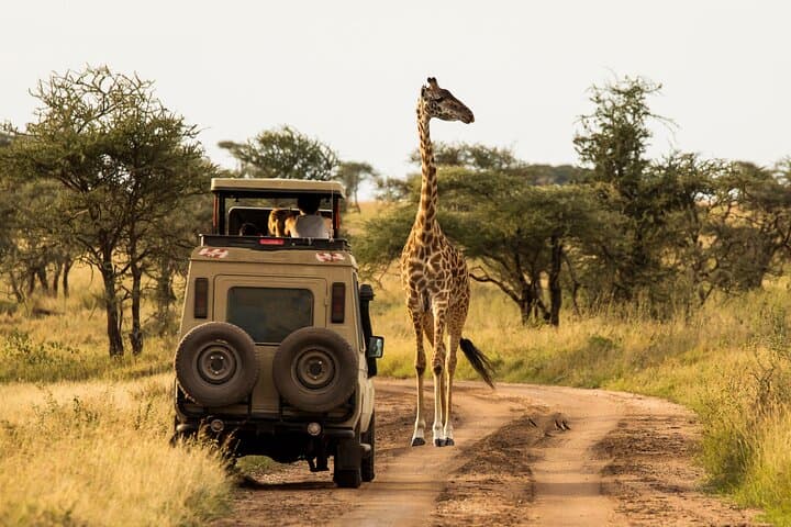 7-Day Private Uganda Gorilla Tracking Safari: Entebbe to Bwindi & Wildlife photo 2