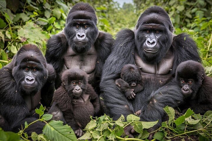 7-Day Private Uganda Gorilla Tracking Safari: Entebbe to Bwindi & Wildlife
