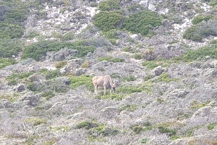 Cape Peninsula Private Full-Day: Cape Point, Chapman's Peak & Boulders Beach Penguins photo 6