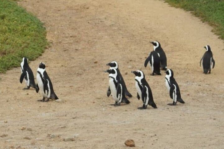 Cape Peninsula Private Full-Day: Cape Point, Chapman's Peak & Boulders Beach Penguins photo 4