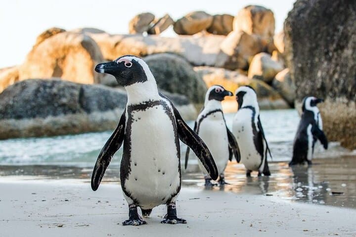 Private Full-Day: Table Mountain, Boulders Beach & Cape Point photo 5
